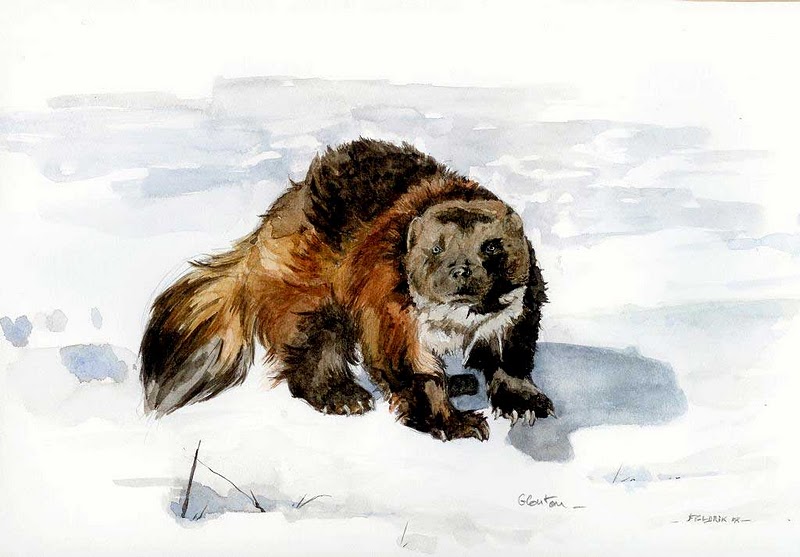 Wolverine Animal Painting at PaintingValley.com | Explore collection of ...