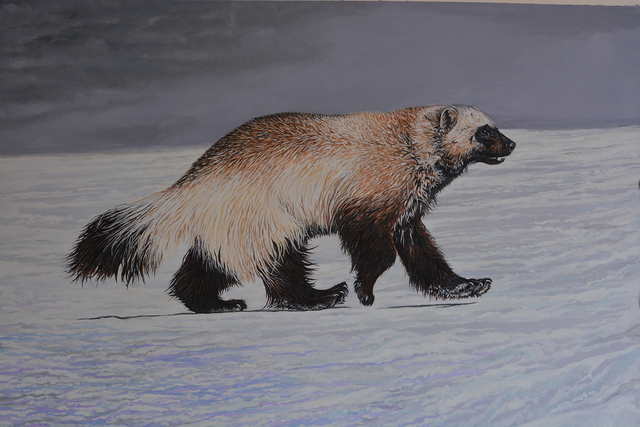 640x427 Jeff Cain Artwork Kamchatka Winter Wolverine Original Painting - Wolverine Animal Painting