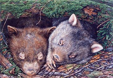 366x252 Common Wombats Resting - Wombat Painting