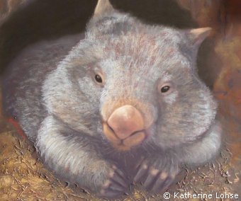 340x284 Fourth Crossing Wildlife - Wombat Painting