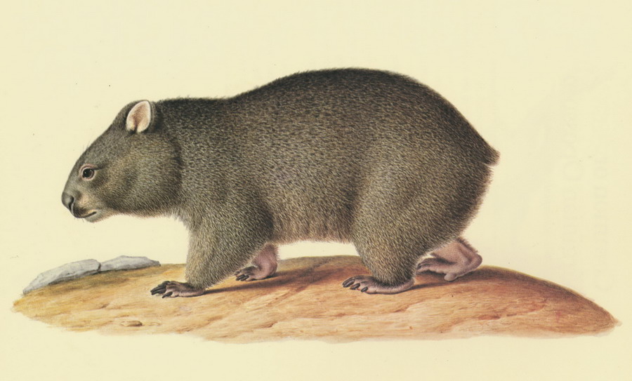900x543 Illustration Up Close The Way Of The Wombat - Wombat Painting