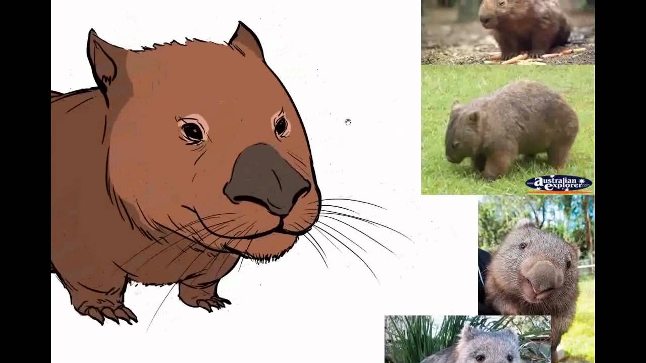 1280x720 Stylised Creature Painting Tutorial - Wombat Painting