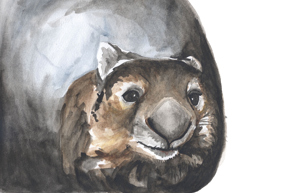 1199x800 Wombat Denise Faulkner - Wombat Painting
