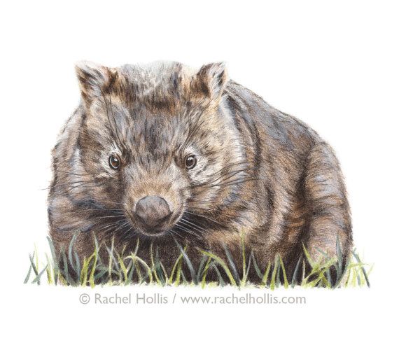 570x510 Wombat Art A3 - Wombat Painting