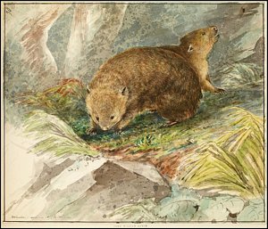 300x257 Wombat Paintings Fine Art America - Wombat Painting