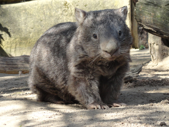 700x525 Wombat Painting (Sold) How To Know What To Charge For A Painting - Wombat Painting