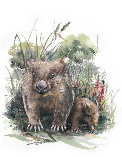 430x550 Animal Watercolour Art Print Wombat And Young The Creative Brush - Wombat Painting