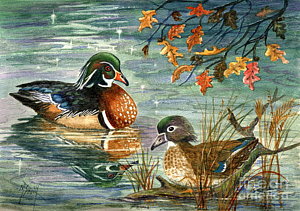 300x211 Male Wood Duck Paintings Fine Art America - Wood Duck Painting