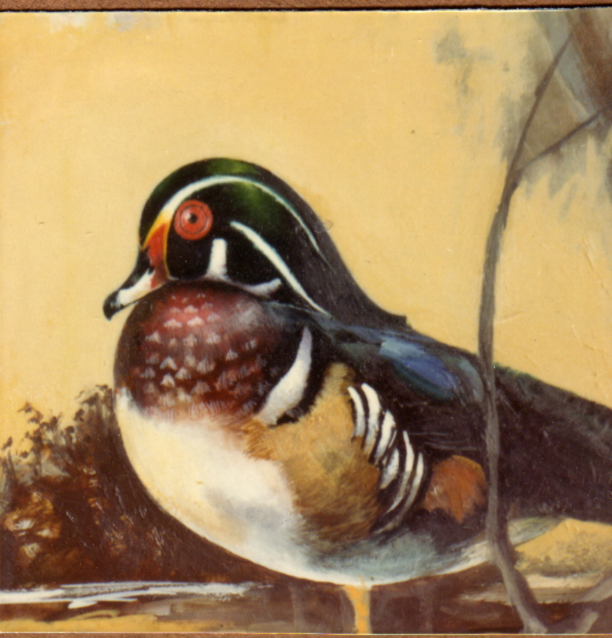 Wood Duck Painting At PaintingValley.com | Explore Collection Of Wood ...