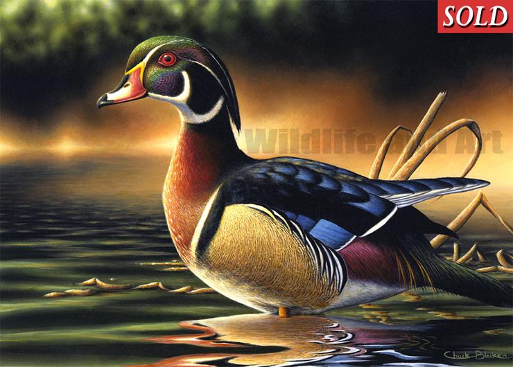 740x530 Original Woodduck Painting - Wood Duck Painting