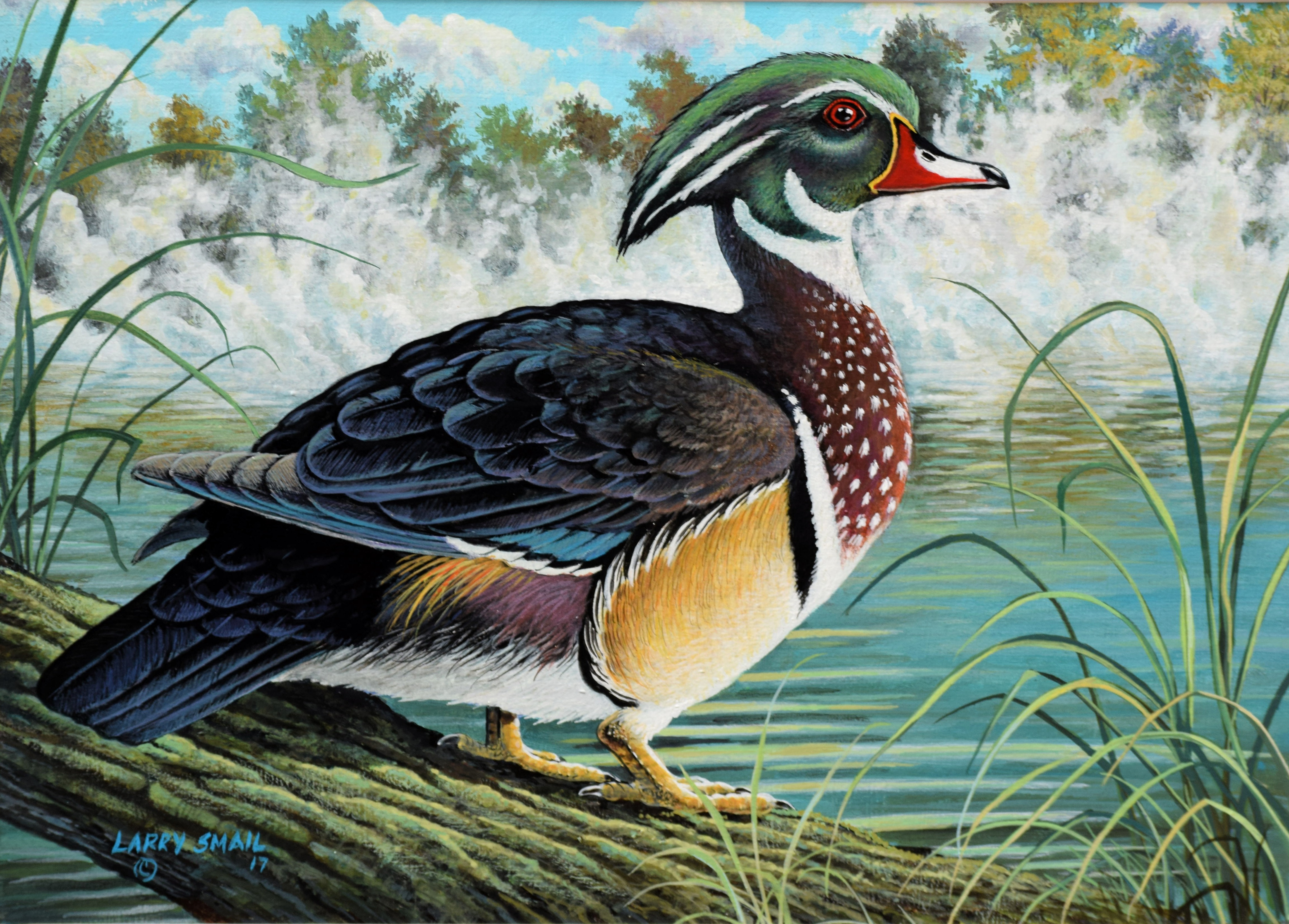 4618x3312 Painting Of A Wood Duck Drake Larry A. Smail's Blog - Wood Duck Painting