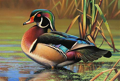 500x338 The Wood Duck Ferrebeekeeper - Wood Duck Painting