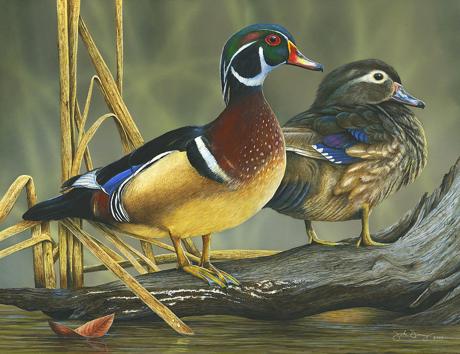 900x693 Winter Haven - Wood Duck Painting