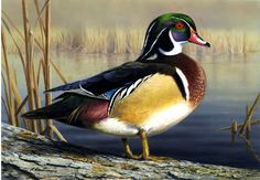 236x163 Wood Duck - Wood Duck Painting