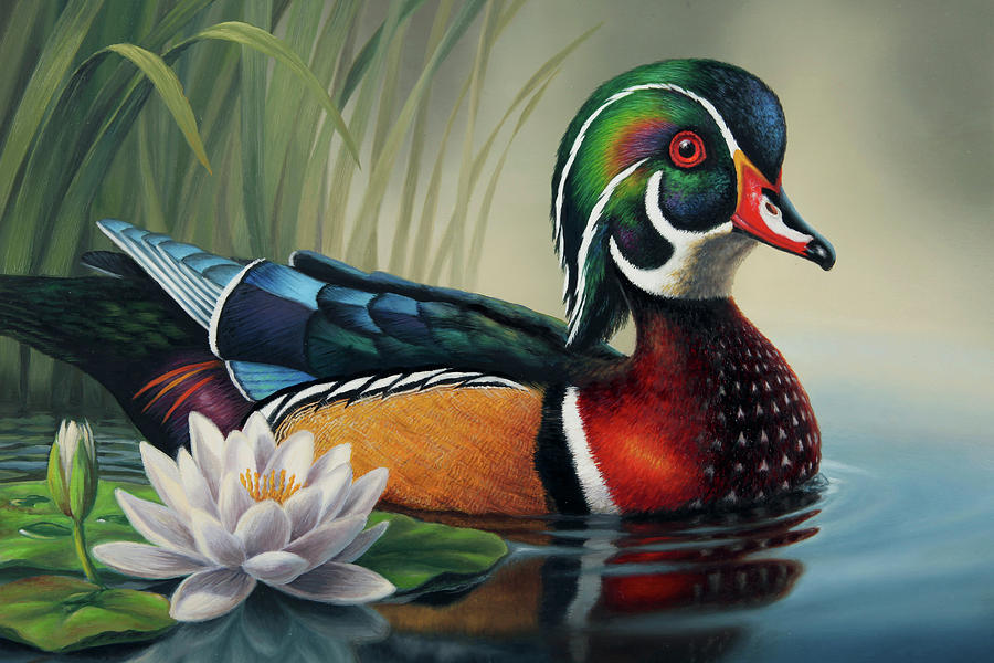 Wood Duck Painting At PaintingValley Com Explore Collection Of Wood   Wood Duck Painting 26 