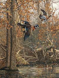 200x266 Wood Duck Art Wild Wings - Wood Duck Painting