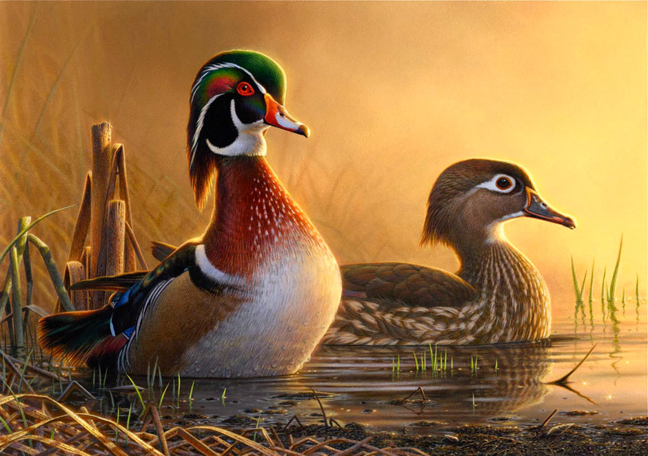 940x661 Wood Duck Pair - Wood Duck Painting