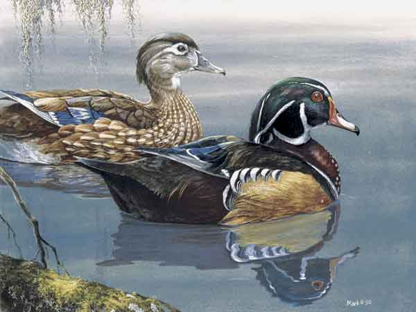 600x450 Wood Duck Painting Archives - Wood Duck Painting