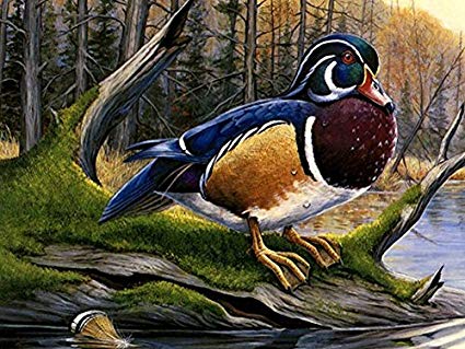 425x319 Colorful Wood Duck F1 Oil Painting On Canvas Modern - Wood Duck Painting