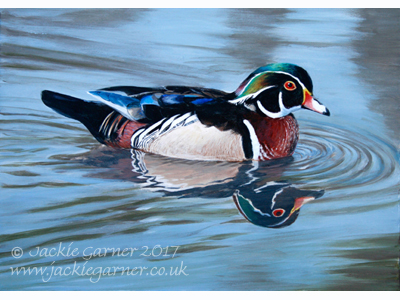 400x300 Carolina Wood Duck Painting In Acrylics - Wood Duck Painting