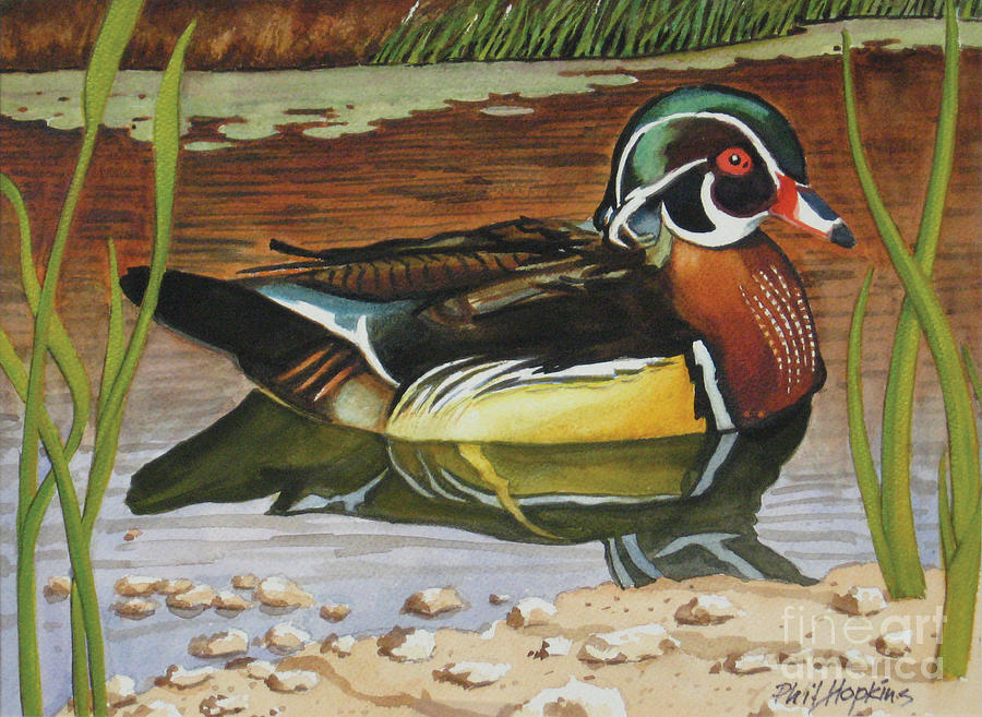 900x657 Colorful Wood Duck Painting By Phil Hopkins - Wood Duck Painting