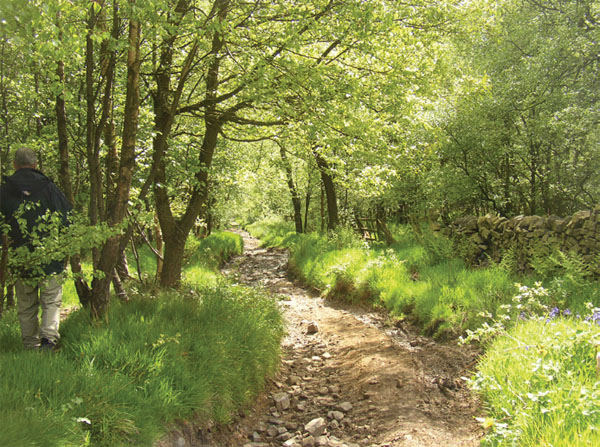 600x447 Painting With Oil Paints Woodland Scenes - Woodland Painting