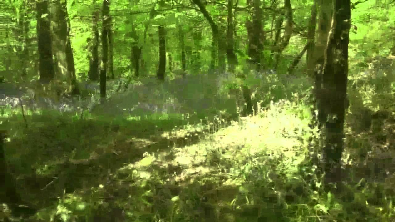 1280x720 Taking Photos As Reference For Painting A Woodland In Spring - Woodland Painting