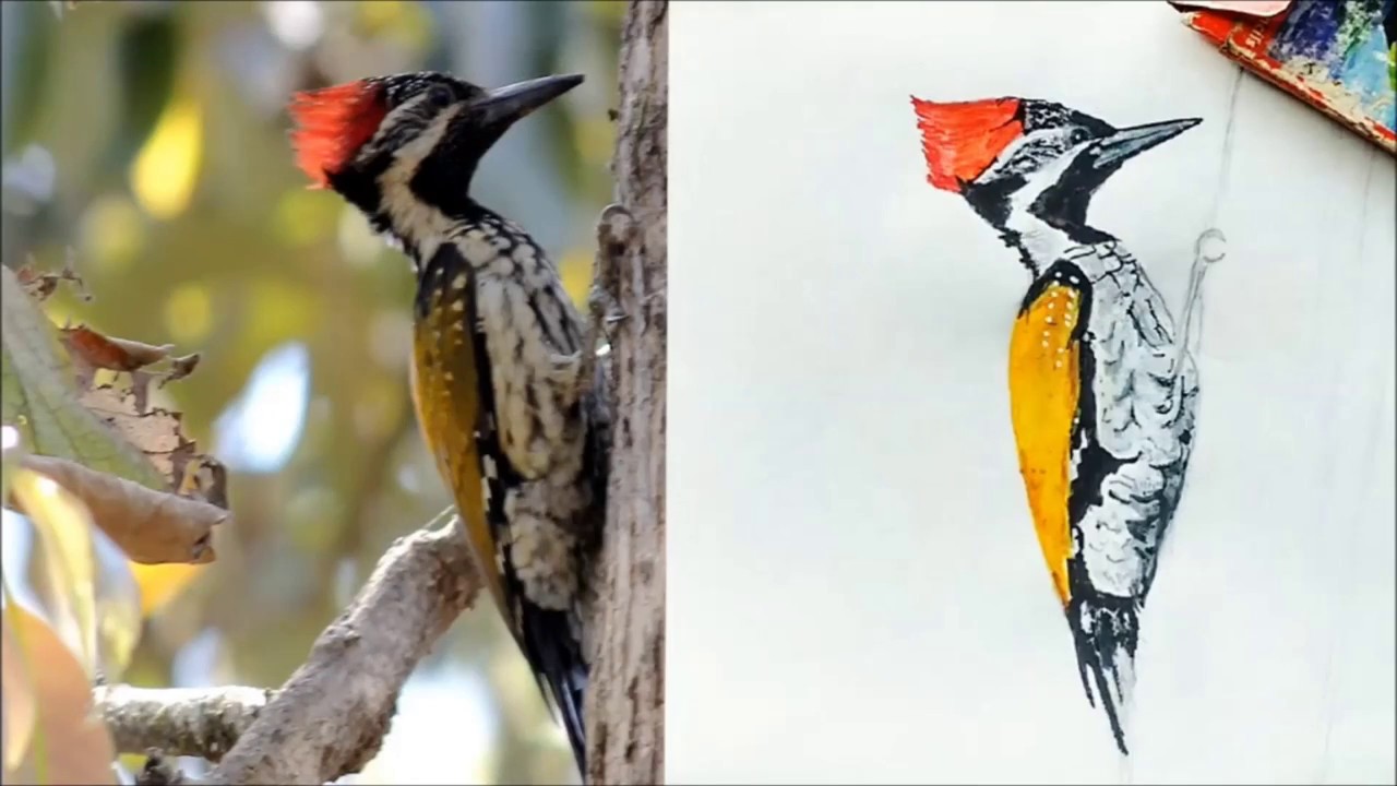 1280x720 Time Lapse Painting Woodpecker Bird (Lesser Goldenback - Woodpecker Painting