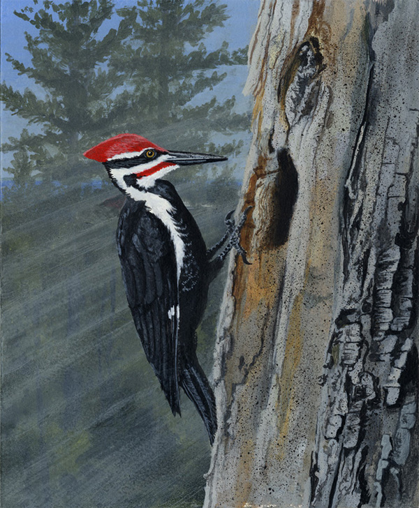 600x728 Wildlife Art - Woodpecker Painting