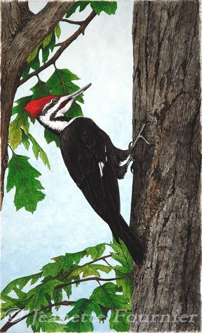 295x486 Pileated Woodpecker Paintings - Woodpecker Painting