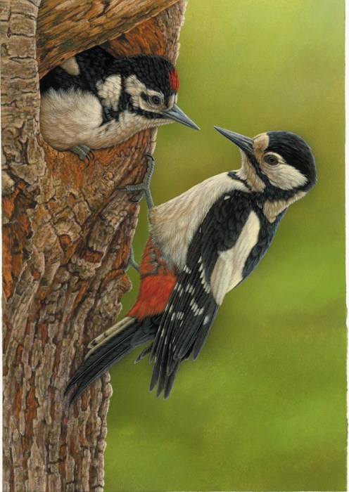 496x700 How A Woodpecker Fledgling Inspired A New Painting - Woodpecker Painting