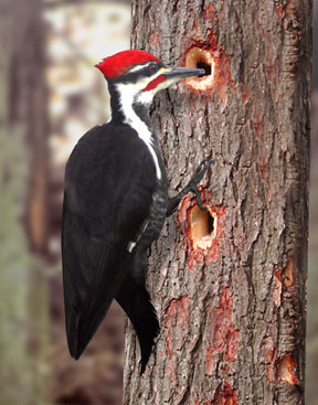 288x367 How To Paint A Woodpecker Demonstration By Artist Dan Waltz - Woodpecker Painting