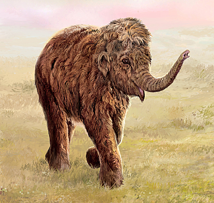 420x400 From Russia With Love Most Complete Woolly Mammoth To Go - Wooly Mammoth Painting