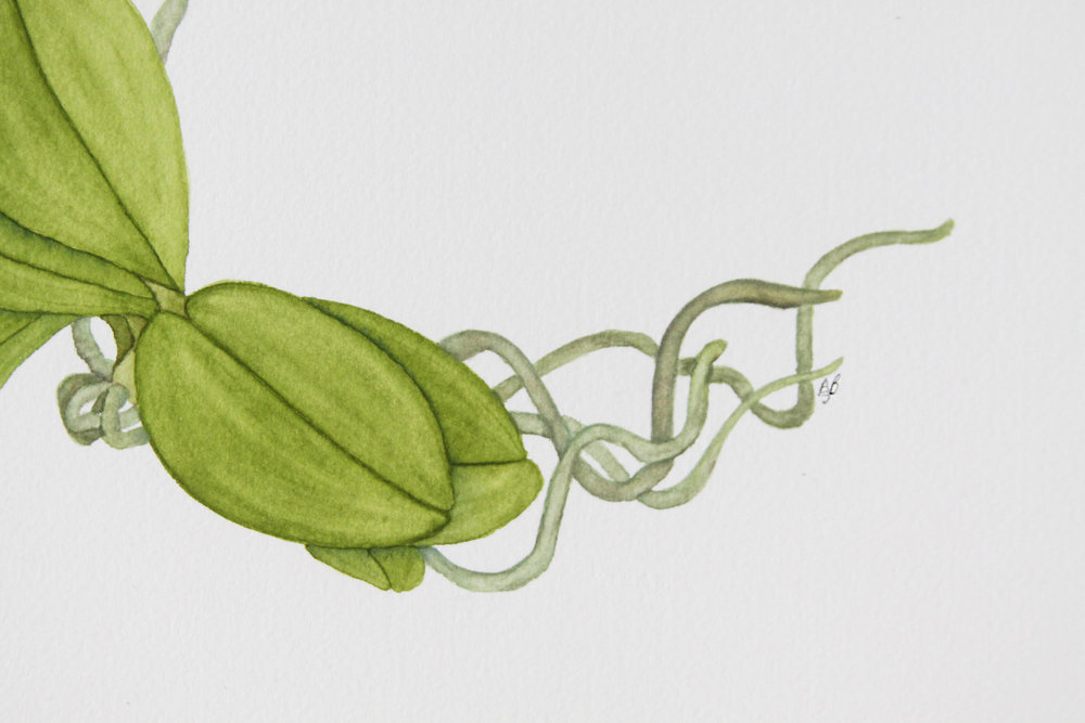 1000x667 Orchid Wreath Watercolor Painting My Giant Strawberry - Wreath Painting