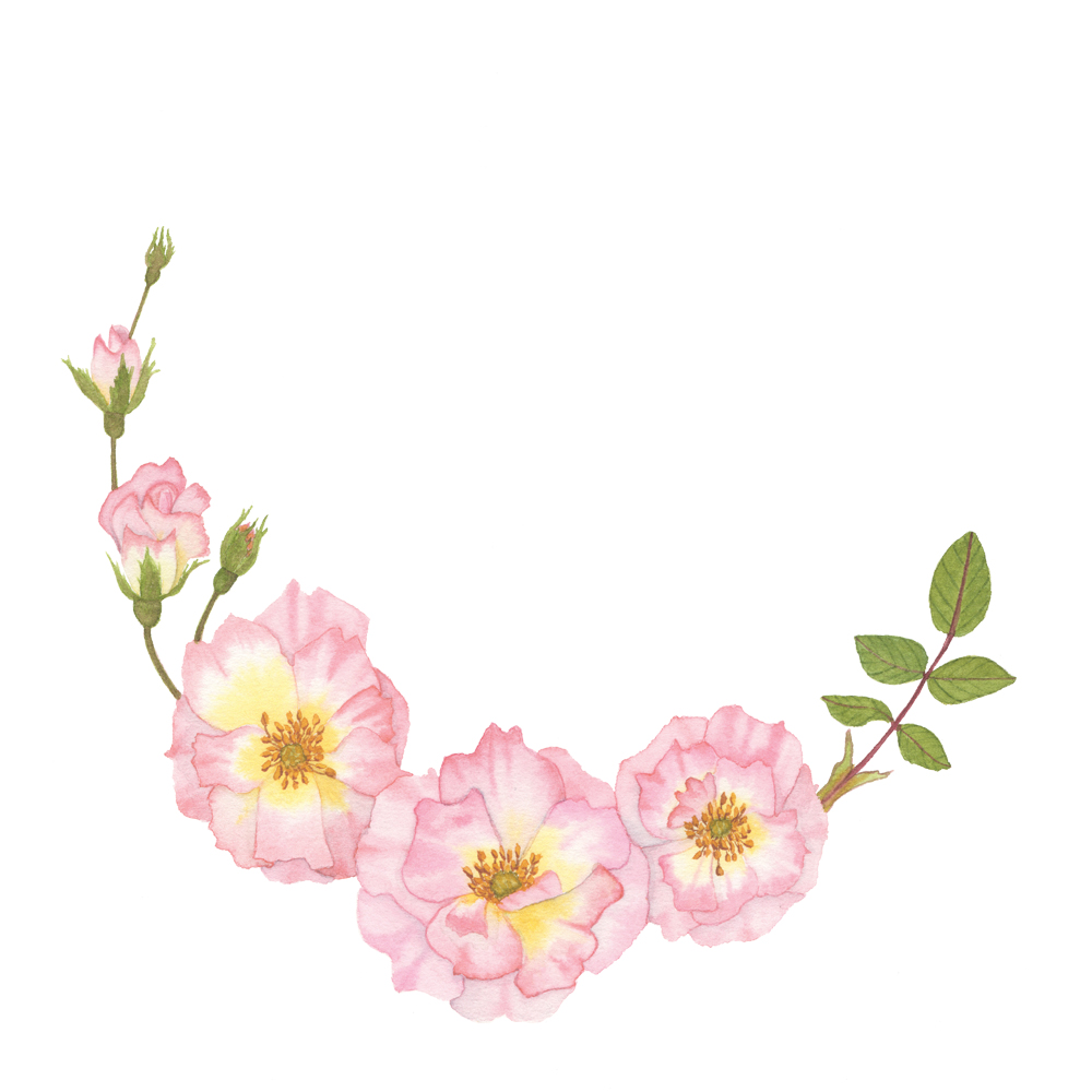 1000x1000 Pink Roses Watercolor Wreath My Giant Strawberry - Wreath Painting