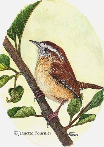 350x494 Painting - Wren Painting