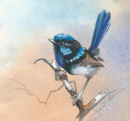 538x500 Superb Fairy Wren Painting By Wildlife Artist Janet Flinn - Wren Painting
