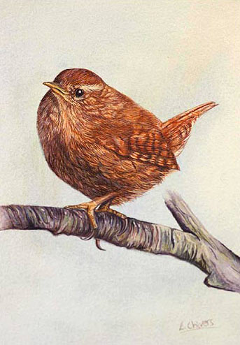 343x494 Wren Bird Painting By Bird Artist Lynn Gould - Wren Painting