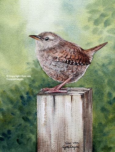 376x495 Wren Bird Painting By Bird Artist Sue Van Coppenhagen - Wren Painting