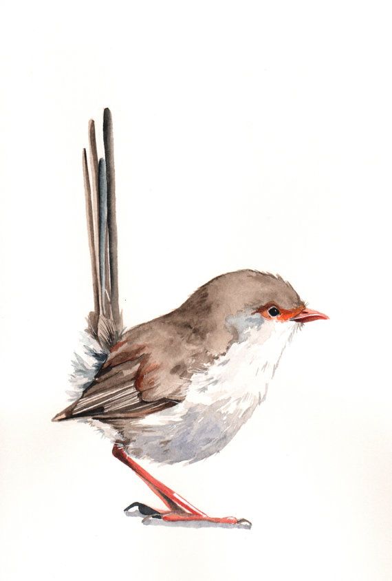 570x844 Wren Painting W028 Bird Watercolor Wildlife Art Nature Print - Wren Painting