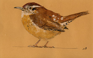 300x190 Wren Paintings Fine Art America - Wren Painting