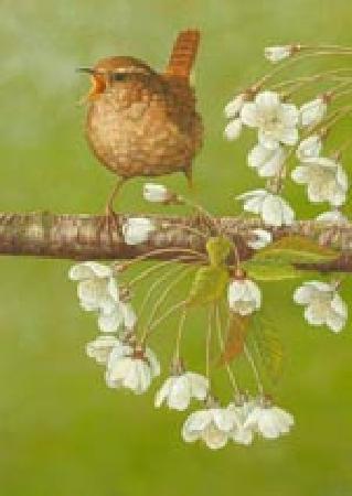 319x450 Wren On Cherry Blossom, Oil Painting By Robert Fuller - Wren Painting