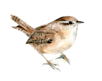 340x270 Carolina Wren Watercolor Painting 5x7 Print - Wren Painting