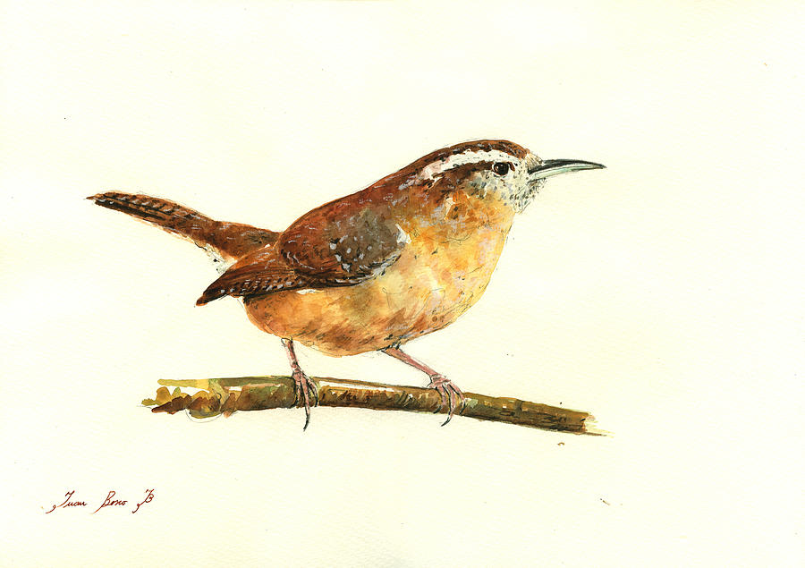 900x635 Carolina Wren Watercolor Painting Painting By Juan Bosco - Wren Painting