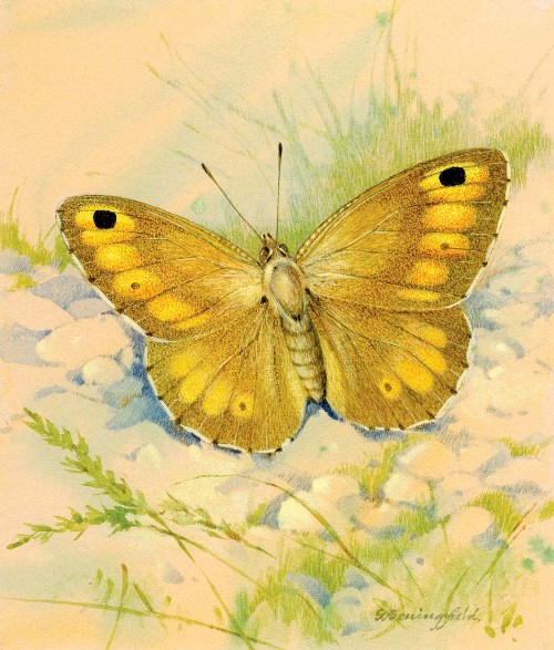 500x587 British Wildlife Artist Gordon Beningfield - Yellow Butterfly Painting