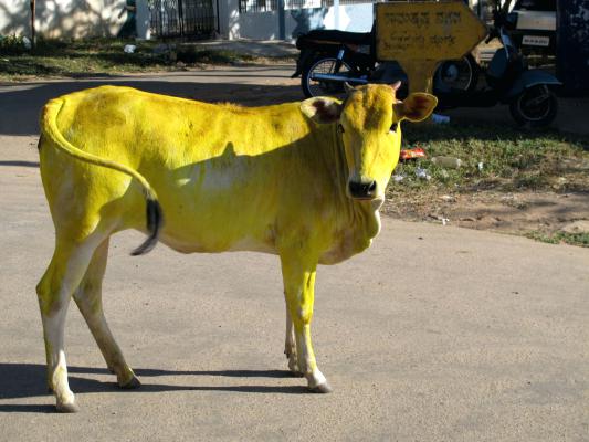 533x400 Yellow Cow Painting Jumps A Creek By Journalism Uss Maine Eco Homes - Yellow Cow Painting