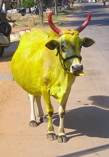 348x500 Yellow Cow Cow And Hindu Festivals - Yellow Cow Painting
