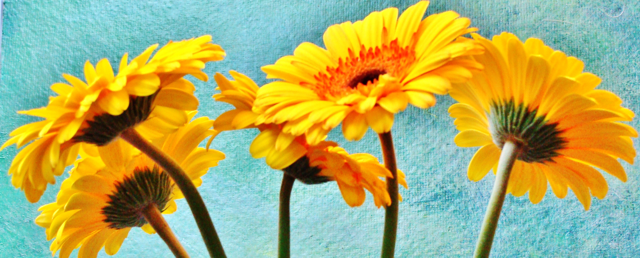 2592x1047 Gerber Daisies To Draw And Paint Weekly Art Lesson - Yellow Daisy Painting