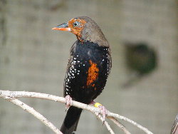 250x188 The Painted Firetail - Yellow Finch Painting