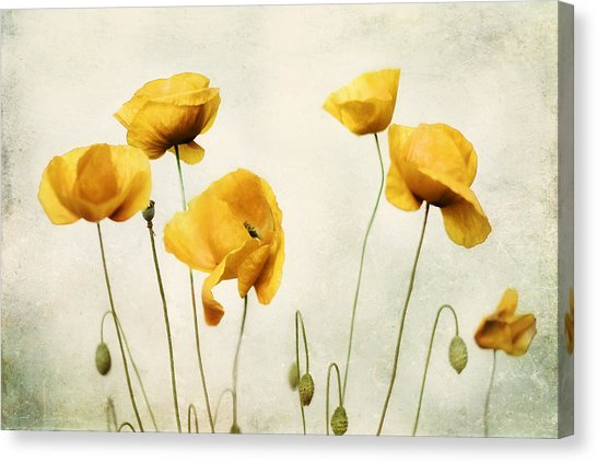 546x422 Yellow Poppy Photography - Yellow Flower Painting